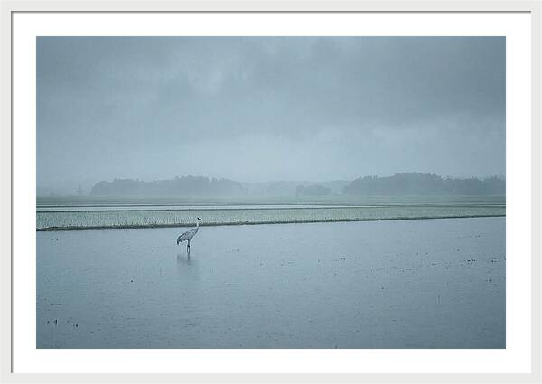 Crane Standing In Shallow Rice Paddy