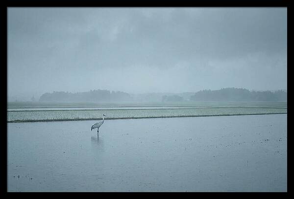 Crane Standing In Shallow Rice Paddy