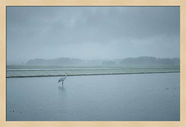Crane Standing In Shallow Rice Paddy