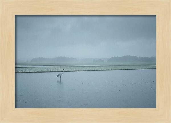 Crane Standing In Shallow Rice Paddy