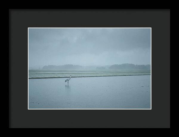 Crane Standing In Shallow Rice Paddy