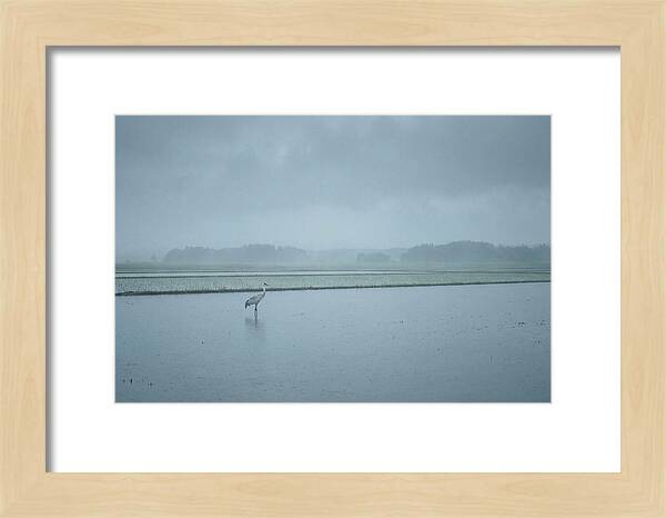 Crane Standing In Shallow Rice Paddy