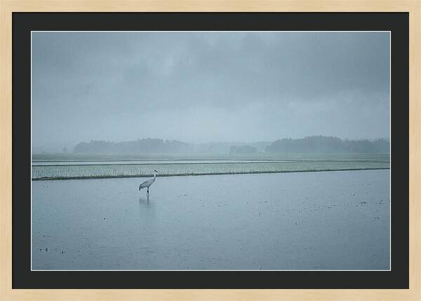 Crane Standing In Shallow Rice Paddy