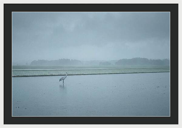Crane Standing In Shallow Rice Paddy