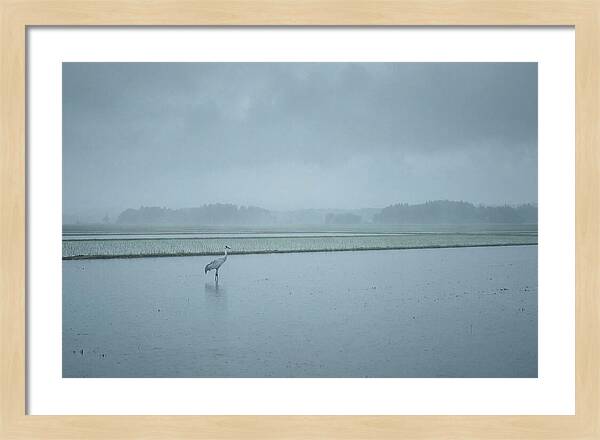 Crane Standing In Shallow Rice Paddy