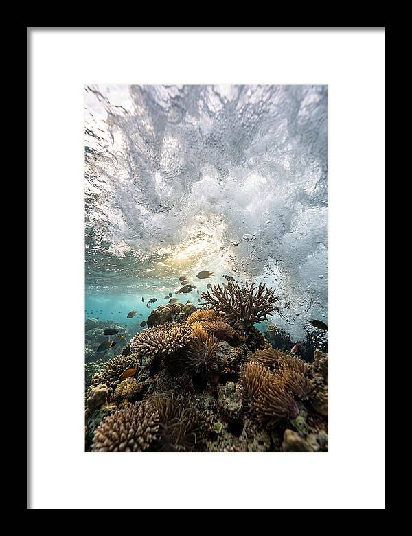 Crashing Tides Of Coral