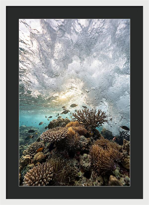 Crashing Tides Of Coral