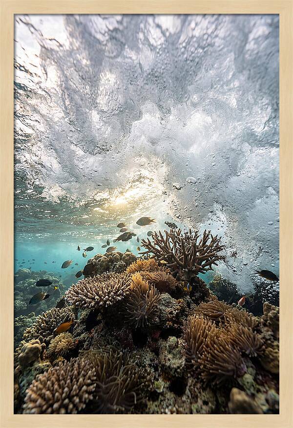 Crashing Tides Of Coral