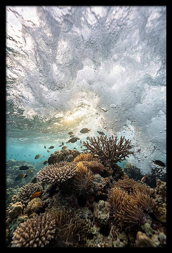 Crashing Tides Of Coral
