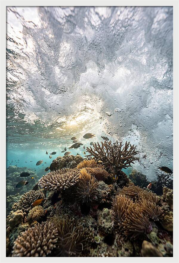 Crashing Tides Of Coral