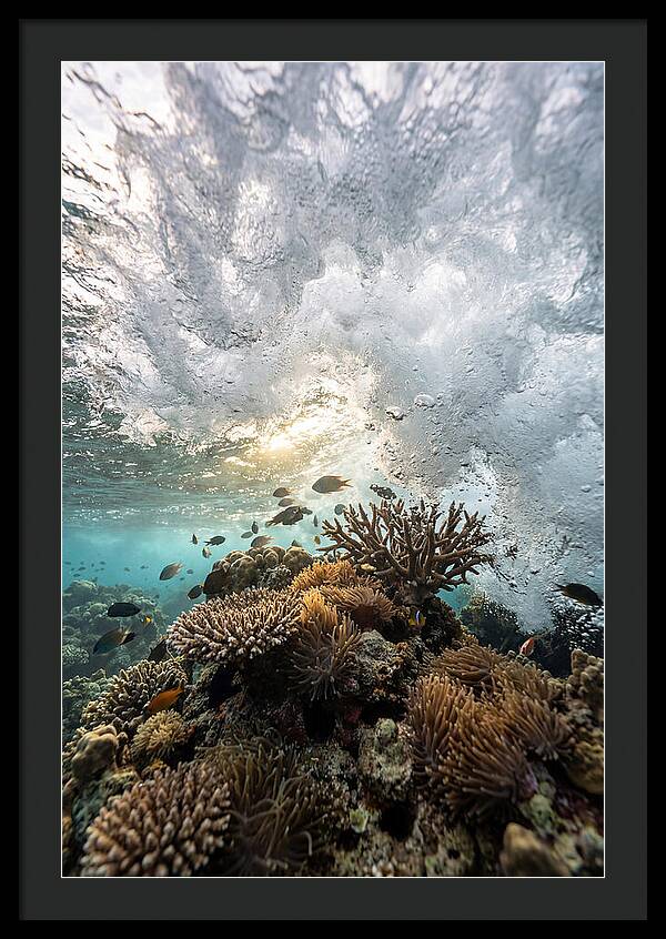 Crashing Tides Of Coral