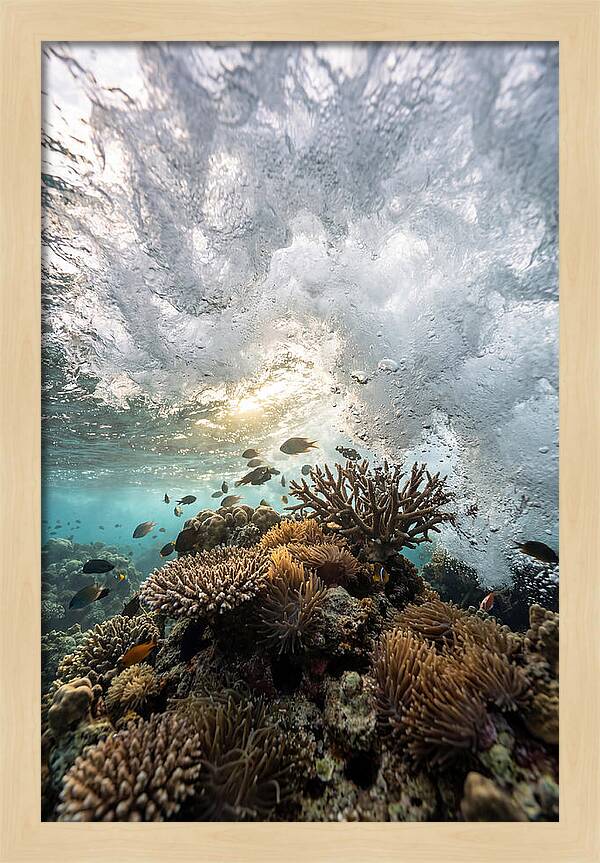 Crashing Tides Of Coral