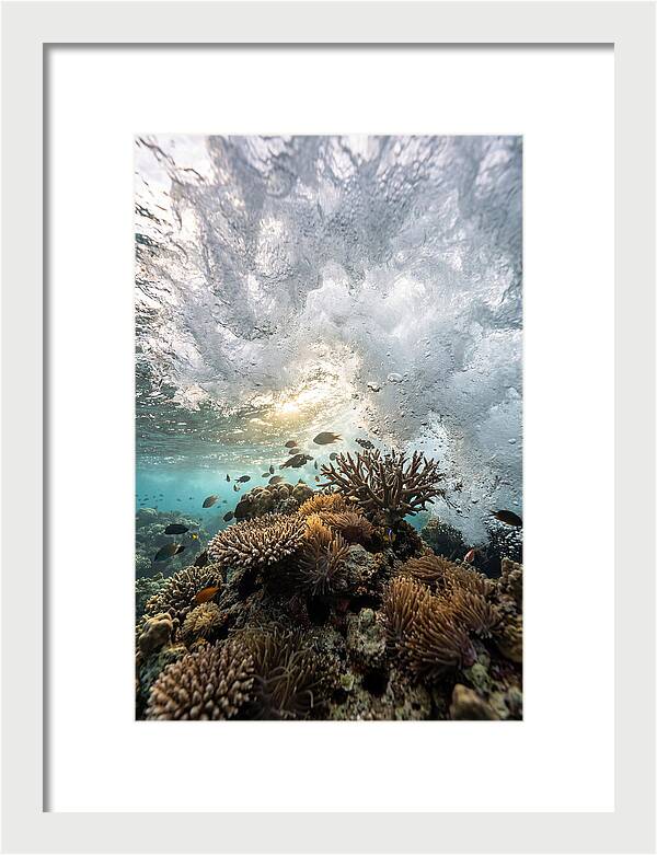 Crashing Tides Of Coral