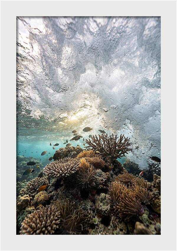 Crashing Tides Of Coral