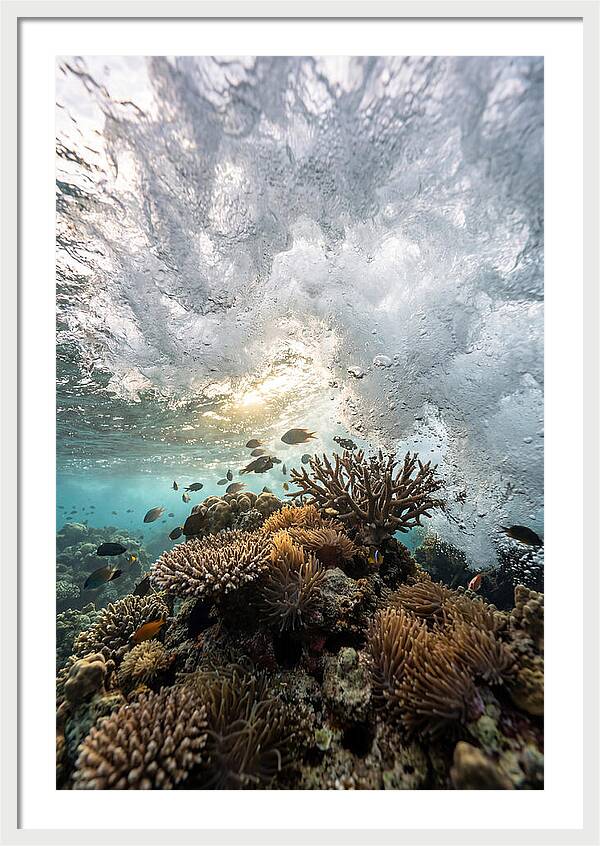 Crashing Tides Of Coral