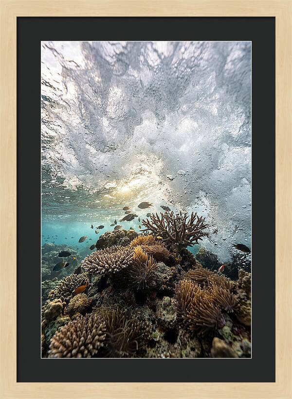 Crashing Tides Of Coral