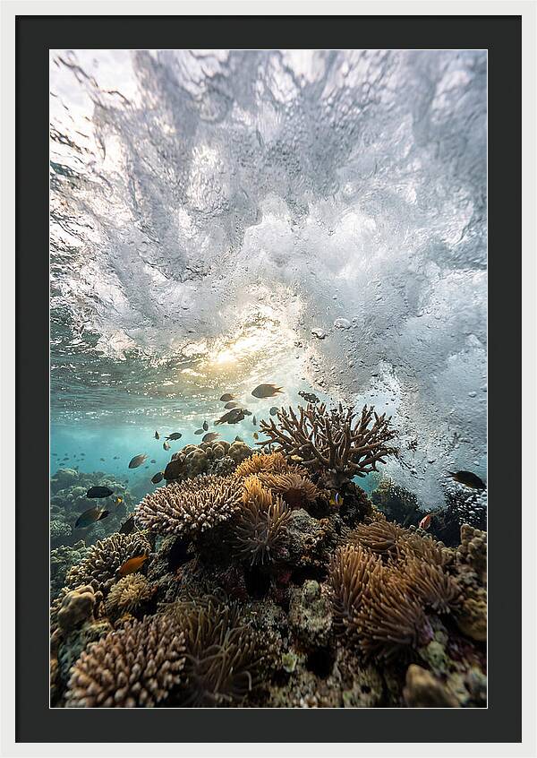 Crashing Tides Of Coral