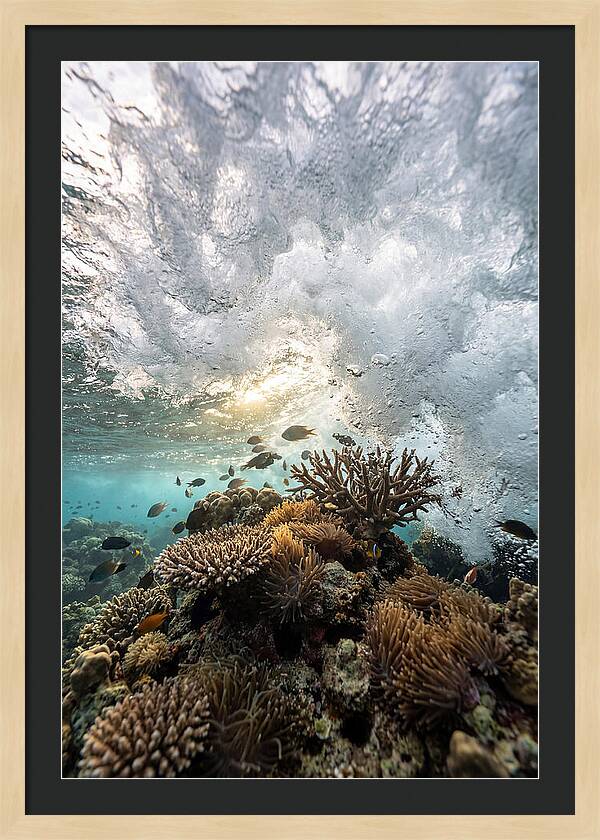 Crashing Tides Of Coral