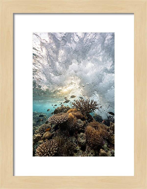 Crashing Tides Of Coral