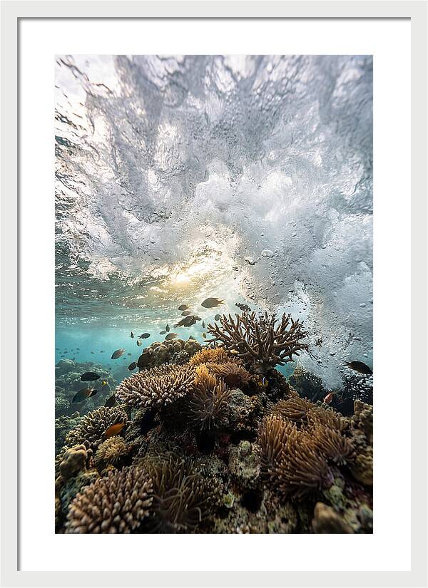 Crashing Tides Of Coral