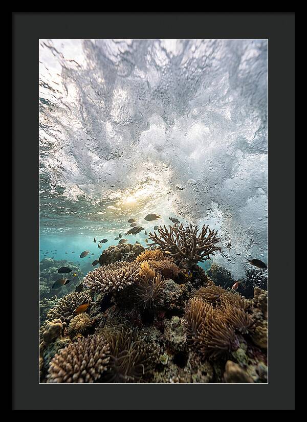 Crashing Tides Of Coral