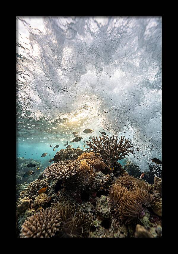 Crashing Tides Of Coral