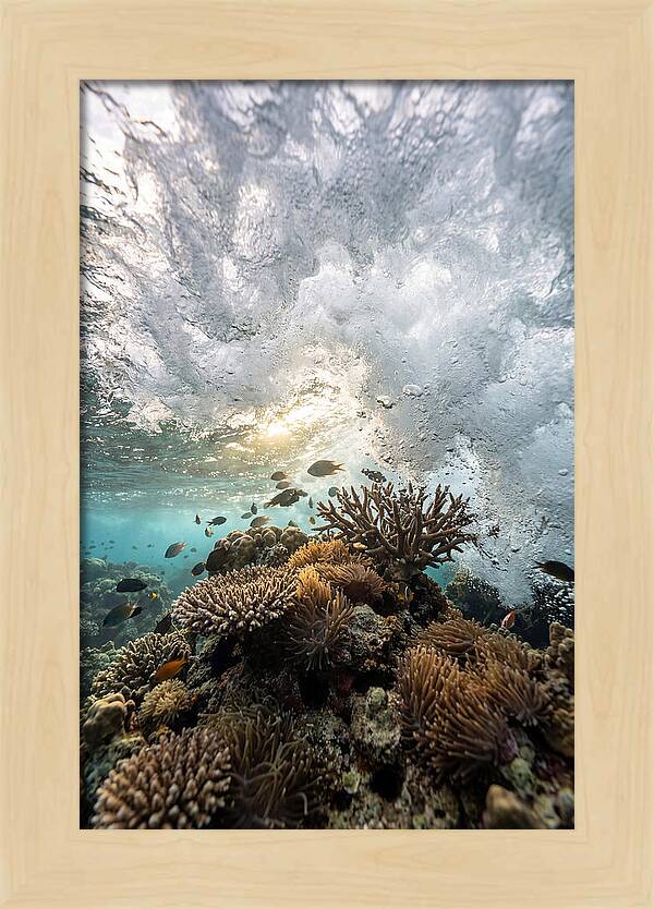 Crashing Tides Of Coral