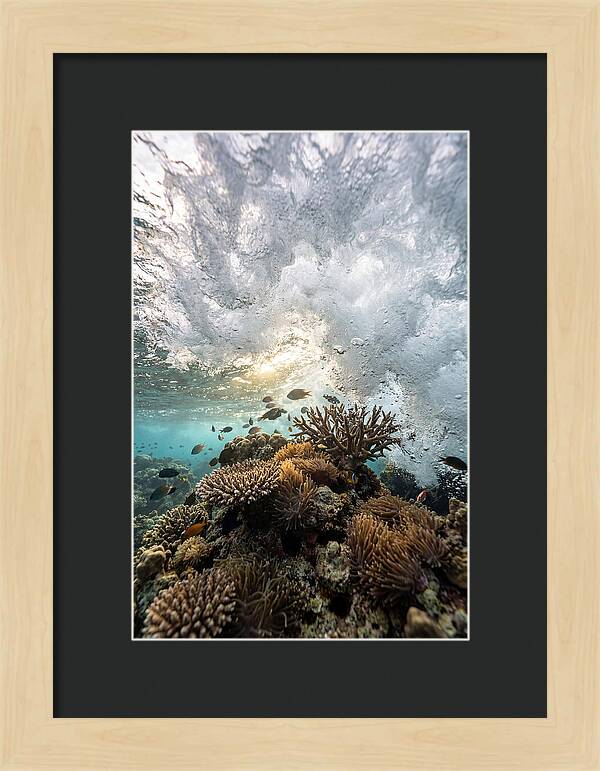 Crashing Tides Of Coral