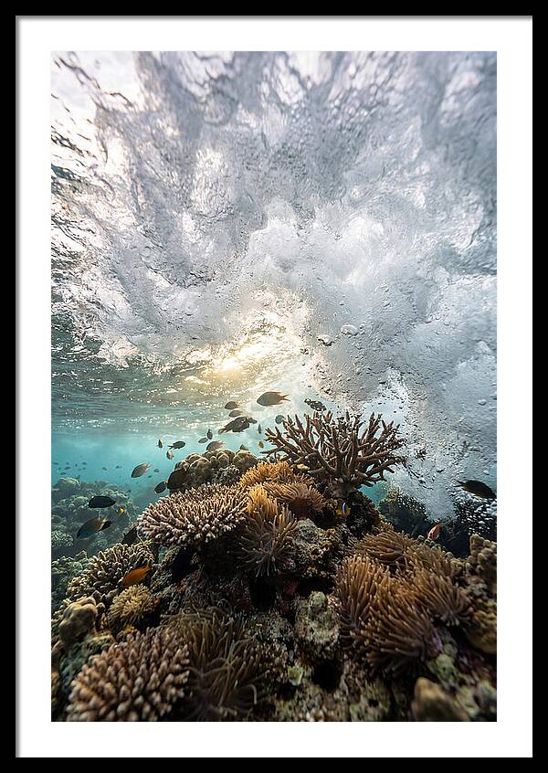 Crashing Tides Of Coral