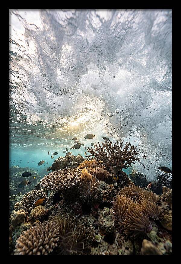 Crashing Tides Of Coral