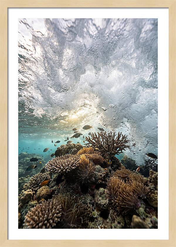 Crashing Tides Of Coral