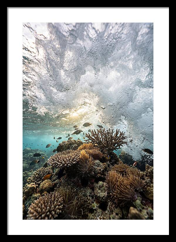 Crashing Tides Of Coral