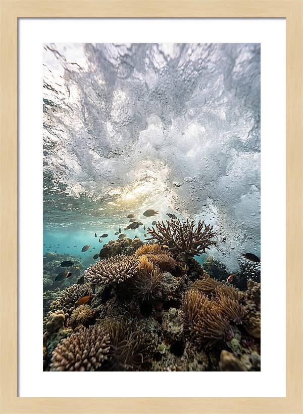 Crashing Tides Of Coral