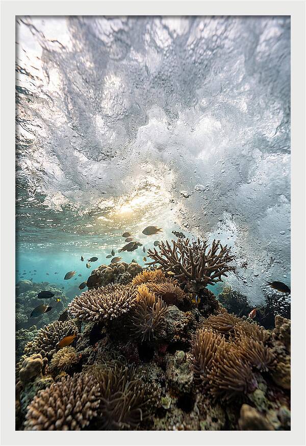 Crashing Tides Of Coral
