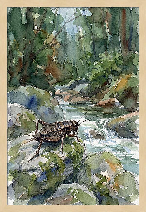 Cricket By The Stream