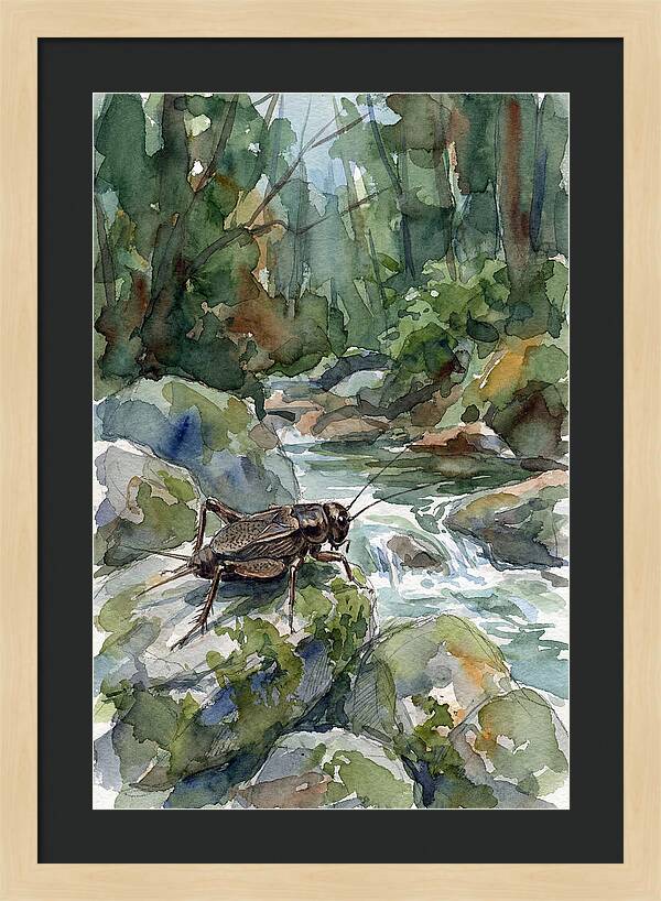 Cricket By The Stream