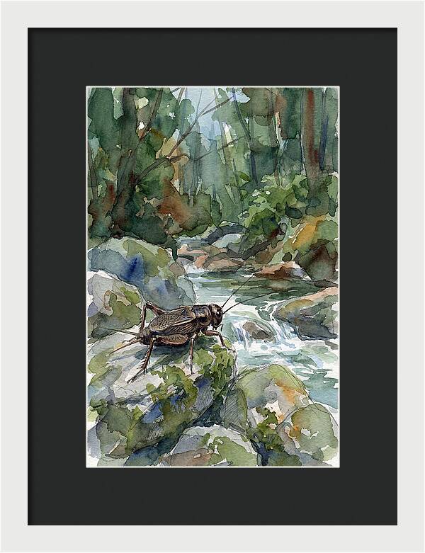 Cricket By The Stream