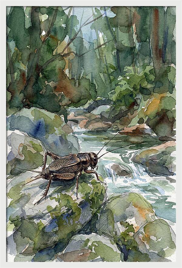 Cricket By The Stream