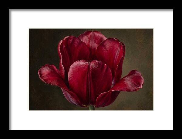 Crimson Tulip Serenity