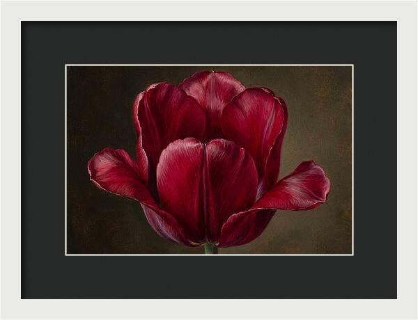 Crimson Tulip Serenity