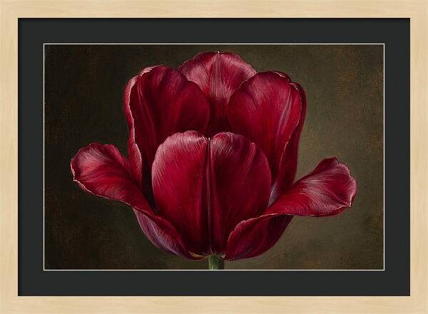 Crimson Tulip Serenity