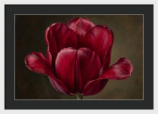 Crimson Tulip Serenity