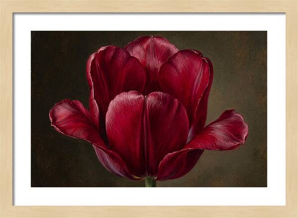 Crimson Tulip Serenity