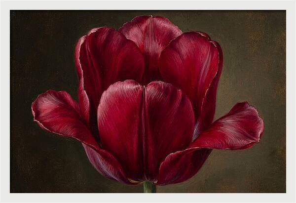 Crimson Tulip Serenity