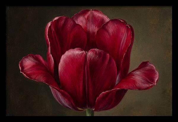 Crimson Tulip Serenity