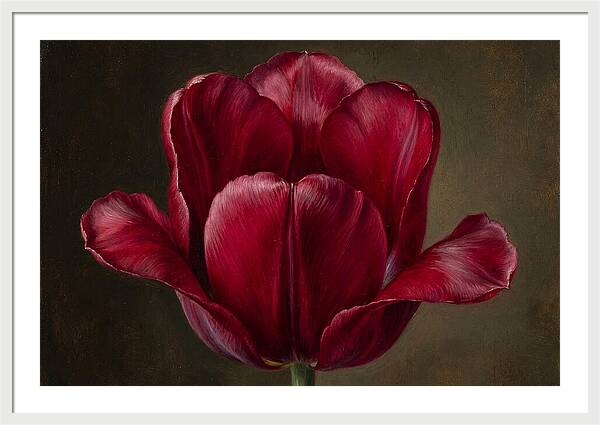 Crimson Tulip Serenity