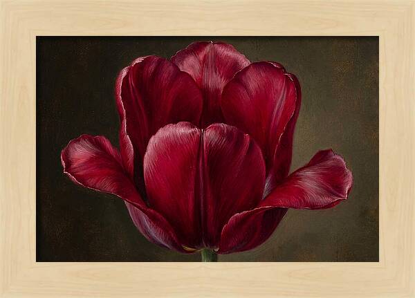 Crimson Tulip Serenity