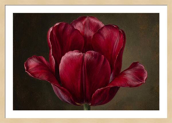Crimson Tulip Serenity