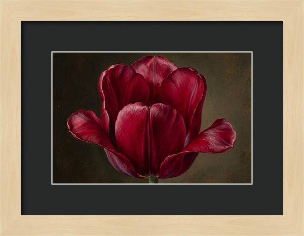 Crimson Tulip Serenity