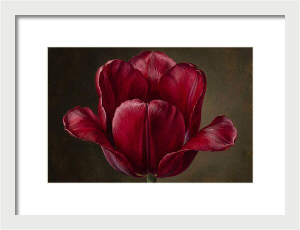 Crimson Tulip Serenity